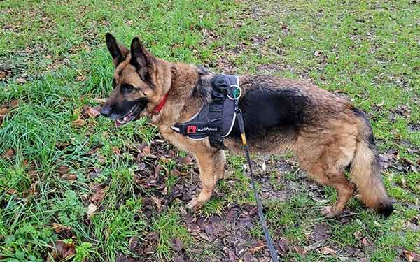 pRADA ETS UN ba BERGER ALLEMAND FEMELLE 0 ADOPTER AU REFUGE SOS ANIMAUX 78 AU CHESNAY PRES DE VERSAILLES